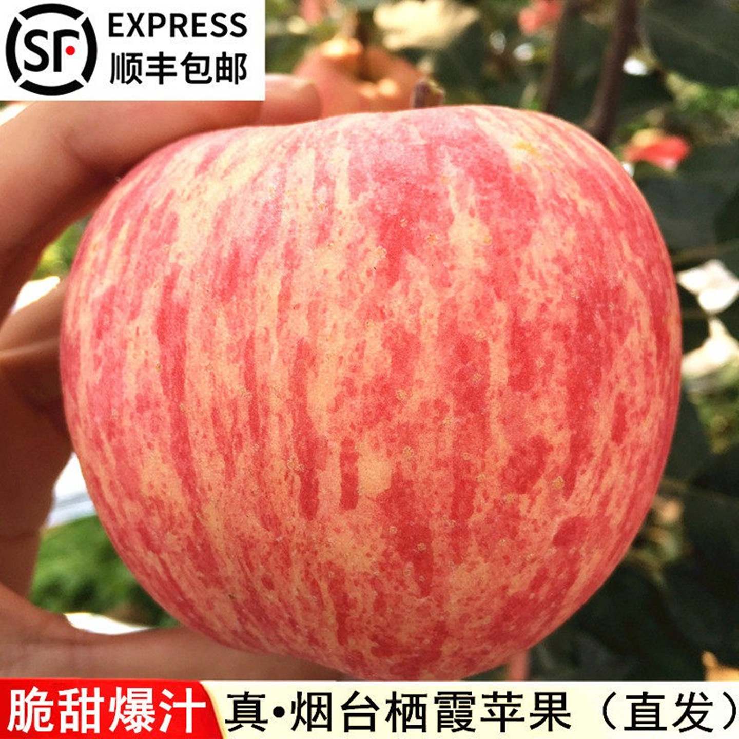2025现摘正宗烟台栖霞红富士苹果