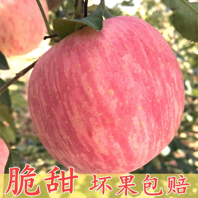 山东红富士苹果水果正品批发价