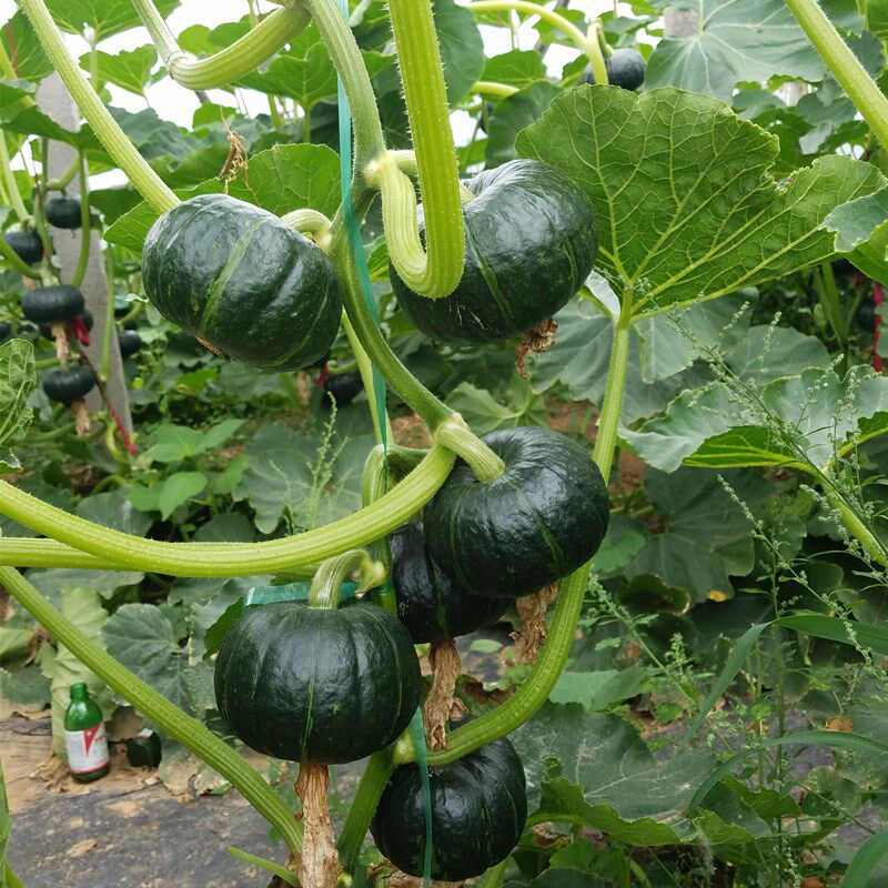 绿贝贝小南瓜种籽四季高产蔬菜种孑黄贝贝菜籽种大全巨型南瓜种子