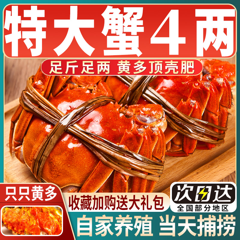 【活蟹】全母大闸蟹顺丰包邮