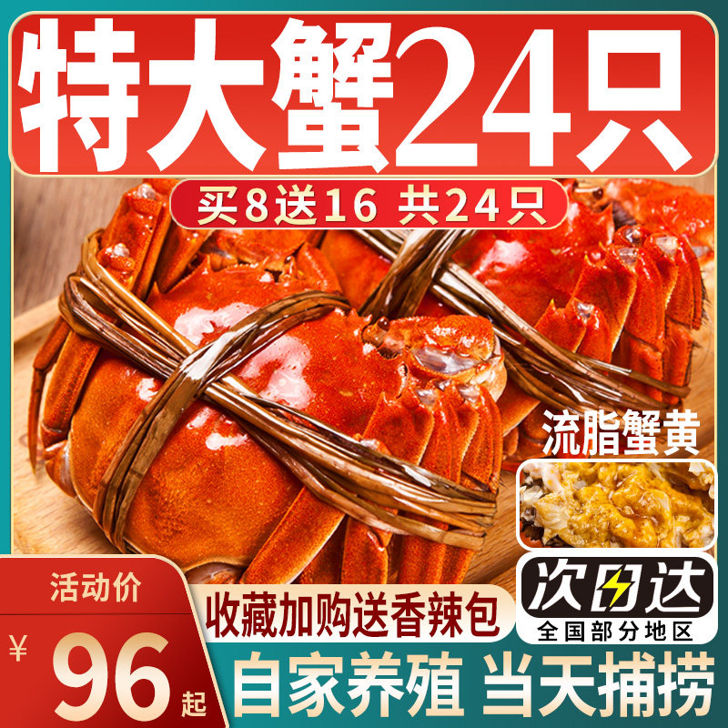 【活蟹】24只鲜活大闸蟹六月黄特大螃蟹含绳现货湖蟹送礼海鲜河蟹