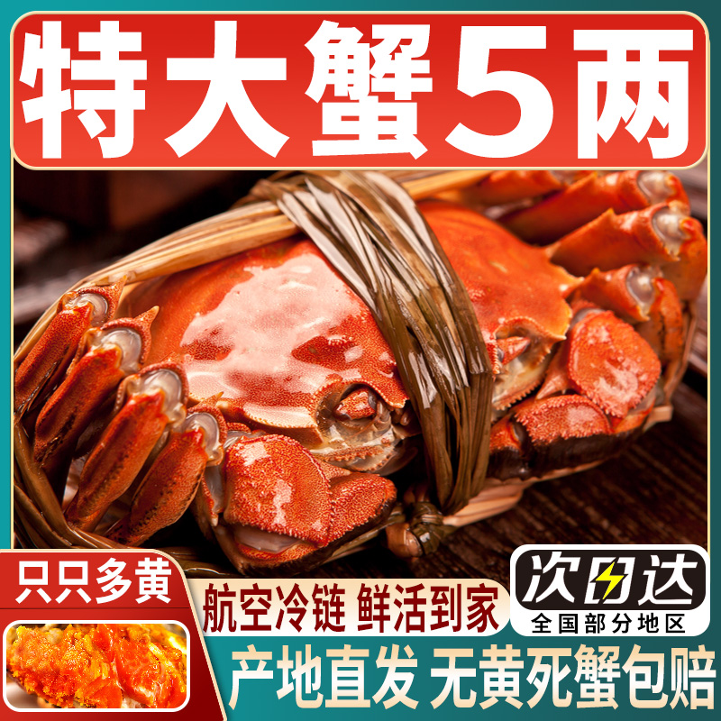 大闸蟹10只现货鲜活螃蟹礼盒