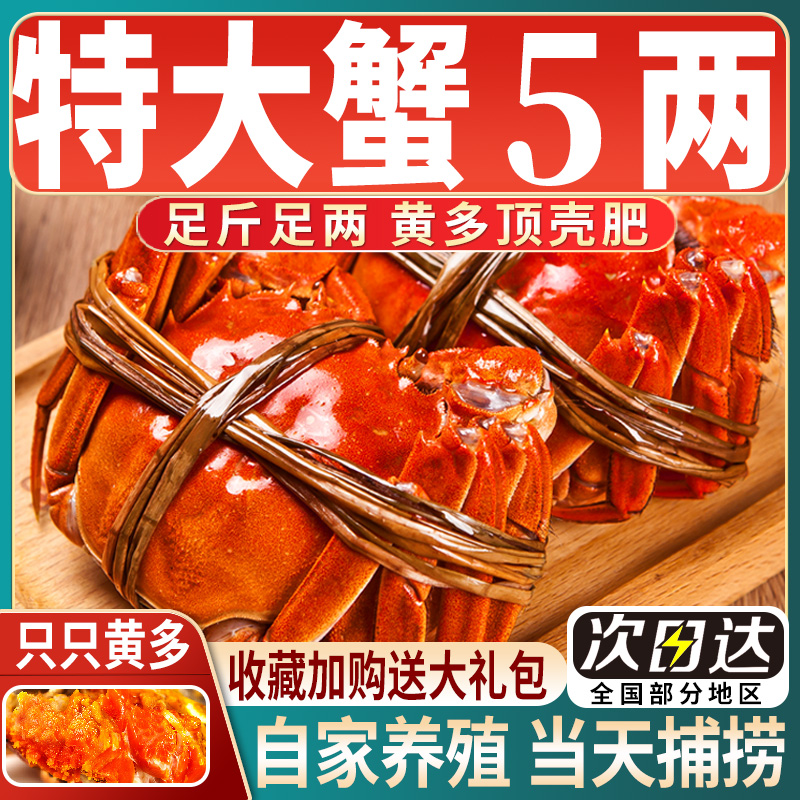 【活蟹】全母大闸蟹顺丰包邮
