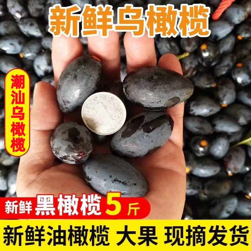 正宗潮汕新鲜乌橄榄油榄现摘现发农家特产黑橄榄生榄角泡榄包邮