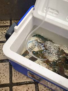 钓鱼桶带增氧泵手提装鱼箱冰桶活鱼活虾氧气泵便携加厚可坐保温m