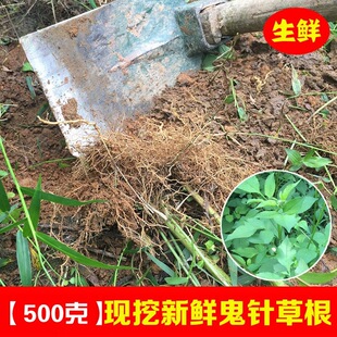 云南鬼针草头纯根500g中药材新鲜鬼针草根新鲜盲肠草根血压茶