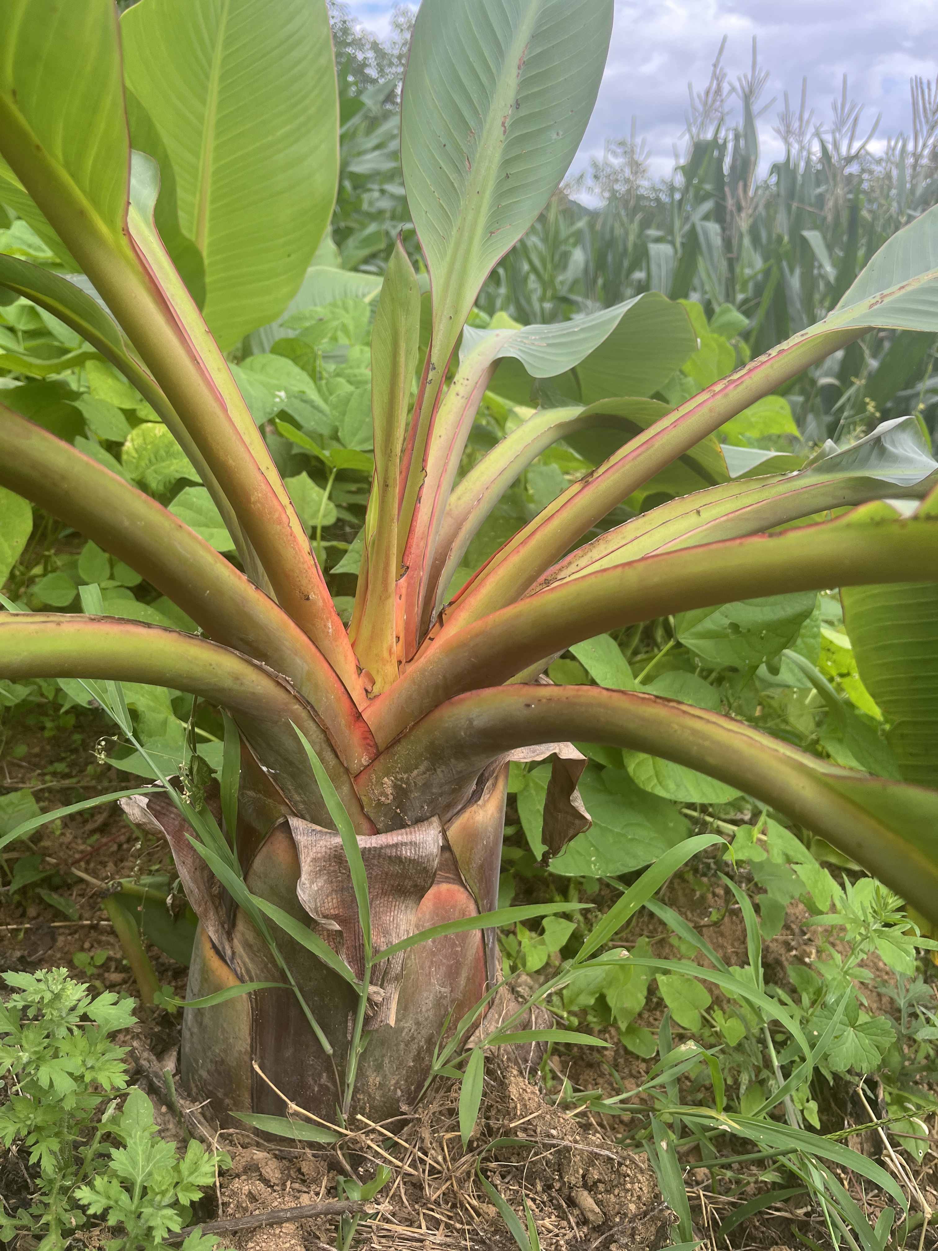 地涌红莲盆栽花卉绿植盆景室内客厅阳台四季庭院盆栽植物花期长