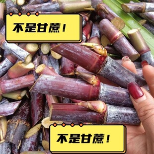 正宗四季多年生耐高温无毛甜象懒人中华正宗室外红象节草种新鲜