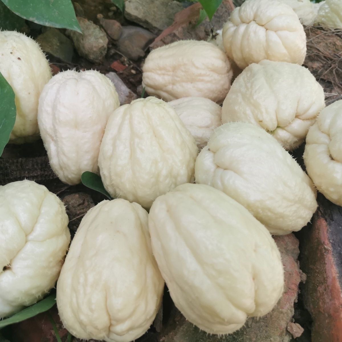 佛手瓜白皮佛手瓜白玉瓜白皮瓜白玉瓜白皮瓜白玉瓜