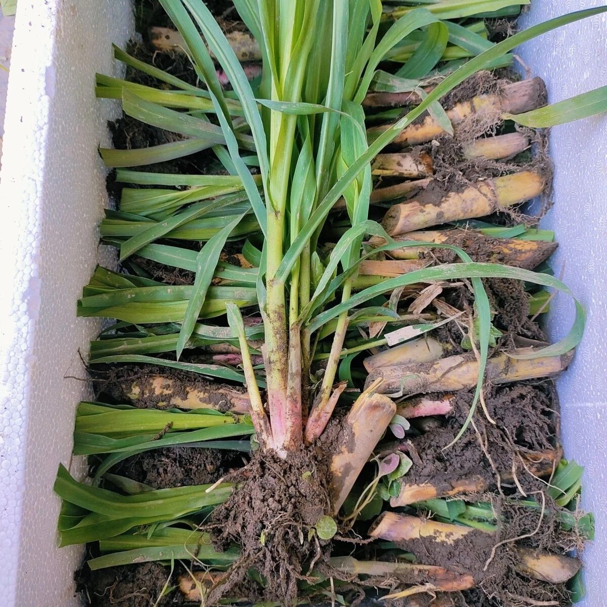 云南高产甜象草皇竹草红象草巨菌草耐寒牛羊猪牧草新鲜优质小苗