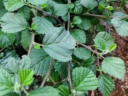 云南纯天然黄花稔 生肌草拔毒散 黄花母鸡草货 新鲜全草