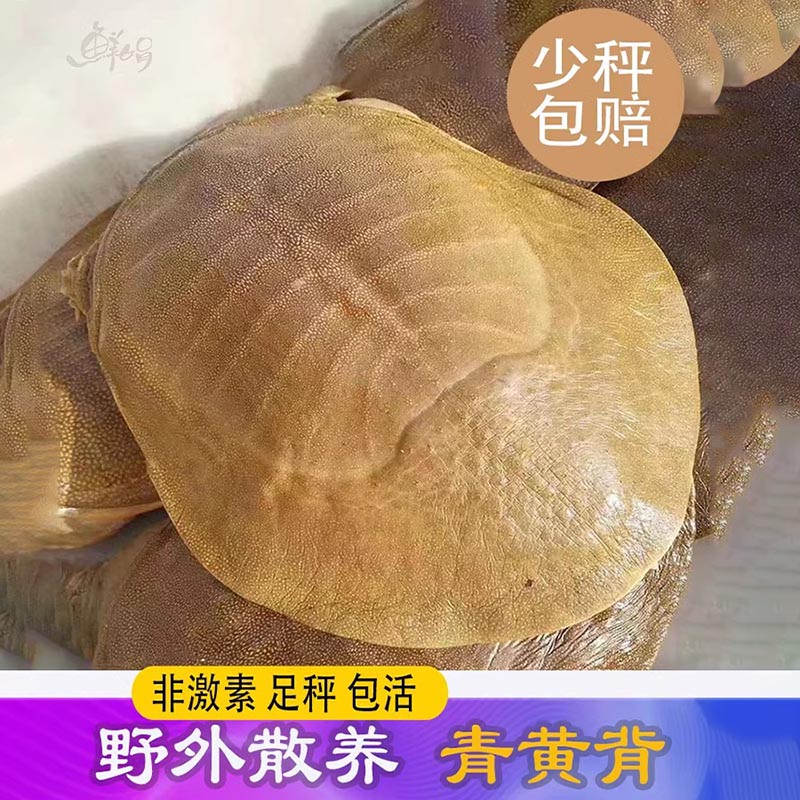 外塘放养老公甲鱼滋补佳品