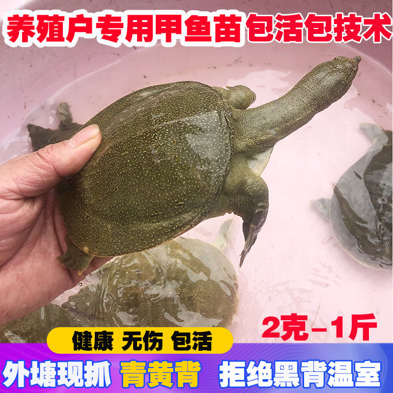 2克-半斤小甲鱼苗活幼野外过冬物图片