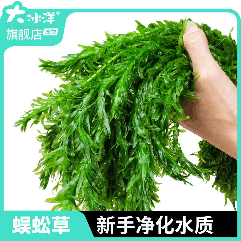 鱼缸造景后景真水草活体蜈蚣草缸装饰金鱼藻类植物懒人新手有茎类