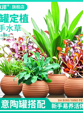 水草鱼缸造景陶罐定植套餐生态造景懒人水培榕绿菊蜈蚣草天然净化