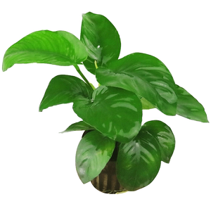 鱼缸水草植物真草阴性