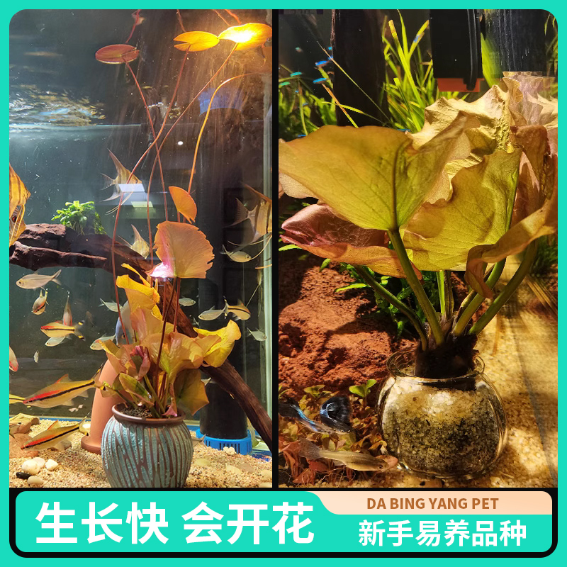 真水草鱼缸水族箱中后景红荷根造景淡水活体碗莲浮萍睡莲懒人阴性
