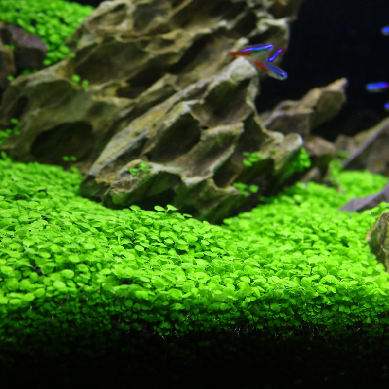 鱼缸装饰水草种子 前景活体造景 迷你真水草小对叶草皮种子牛毛毡