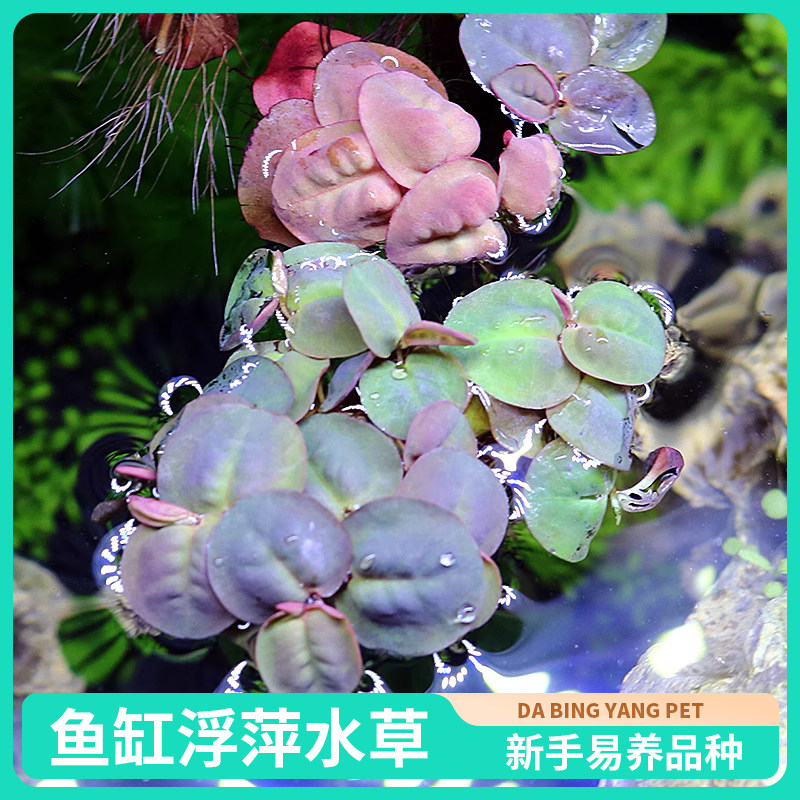 大号水芙蓉古法养鱼增氧植物水培造景红毛丹浮萍龟缸净化水质水草