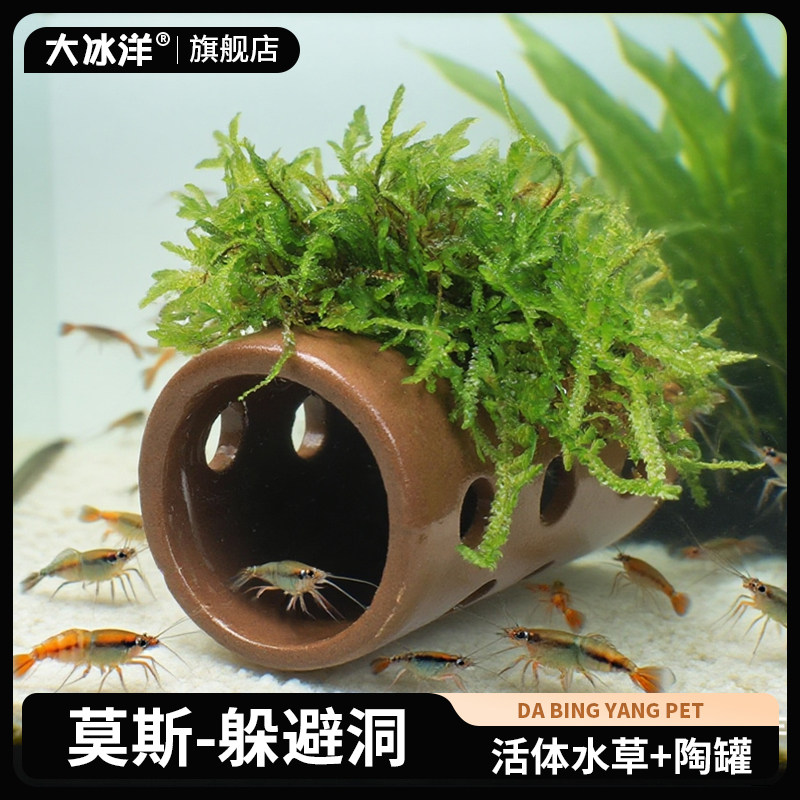 鱼缸莫斯陶罐水草造景真植物鱼虾躲避罐虾屋小鱼繁殖生态造景虾窝