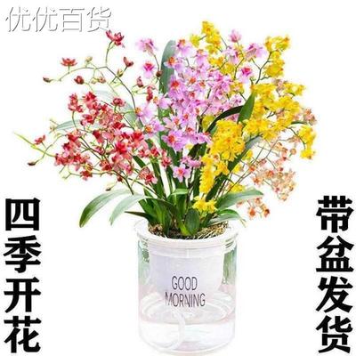 文心兰梦香兰水养带花苞水培植物孟香兰闻心兰室内香水味盆栽花卉