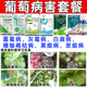 葡萄病害防治套餐葡萄白腐病灰霉病炭疽病杀菌防病通用杀菌剂正品