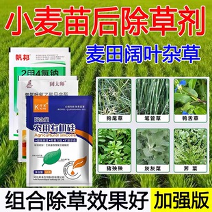 小麦苗后除草剂小麦田灰灰菜荠菜阔叶杂草除草剂小麦田除草套餐