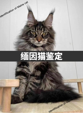 【缅因猫鉴定】专业品相鉴定估价俄系大体烟灰阴影凯米尔银虎斑猫
