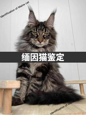 【缅因猫鉴定】品种品相鉴定俄系长脸大体烟灰阴影凯米尔银虎斑猫