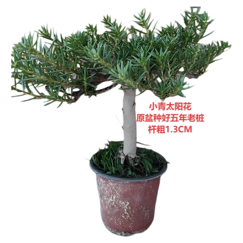 重瓣老桩带盆多色太阳花枝条