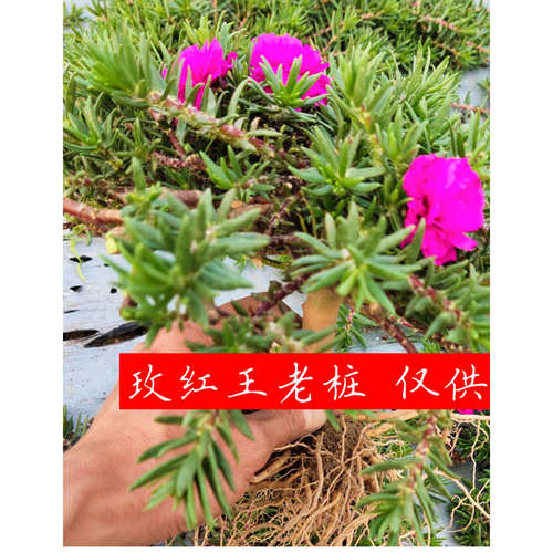 花老桩太阳花花苗重瓣太阳花老桩玫红王宿根玫红王重瓣太阳花盆景