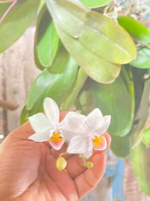 菲律宾原种英特蝴蝶兰Phalaenopsis intermedia 兰科蝴蝶兰属