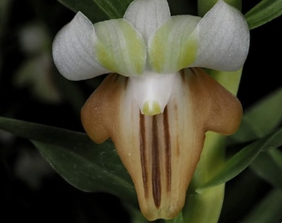 兰花 洋兰 越南反瓣石斛Den.ellipsophyllum 石斛兰