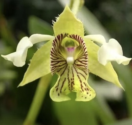 新几内亚大叶小魔鬼石斛#宽口石斛DendrobiummacrophyllumRichard