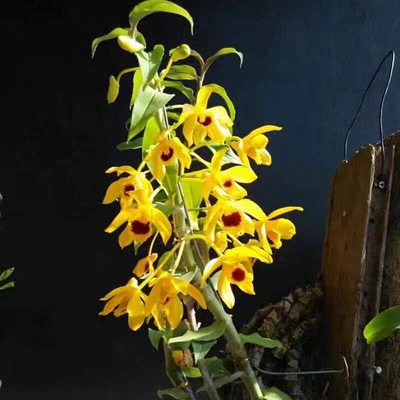 黑喉石斛Dendrobium ochreatum Lindl一盆#洋兰#石斛兰