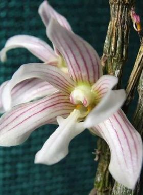 菲律宾鹰爪石斛 长爪石斛Den. serratilabium L.O.Williams