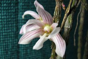 L.O.Williams serratilabium 菲律宾鹰爪石斛 长爪石斛Den.