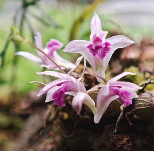 泰国加勒特石斛Dendrobium qarrettii Seidenf20苗左右