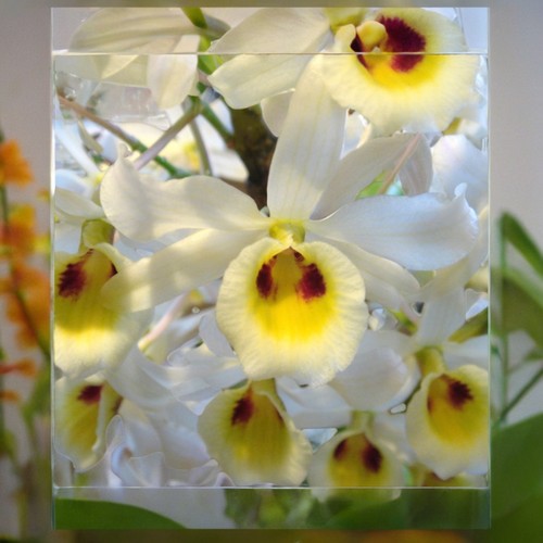 Dendrobium signatum Rchb. f.斑眼黄喉石斛一盆