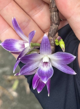 维多利亚石斛Dendrobiumvictoria-reginae Loher#石斛兰#附生兰