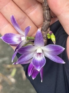 维多利亚石斛Dendrobiumvictoria-reginae Loher#石斛兰#附生兰