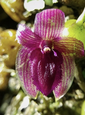 大花大苞兰Sunipia grandiflora