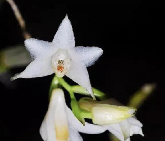 叉唇石斛Den．stuposum．一盆,鲜花速递/花卉仿真/绿植园艺,国兰/杂交兰/洋兰类,淘宝优惠券,粉丝福利购,淘宝优惠卷