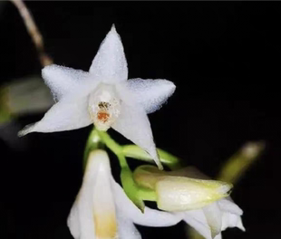 叉唇石斛Den．stuposum．一盆