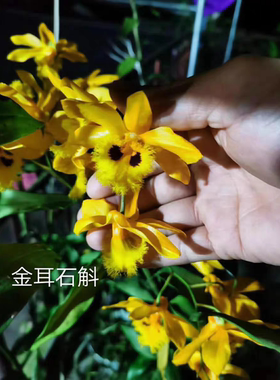 金耳石斛实生苗Dendrobiuhookerianum Lindl. 一盆