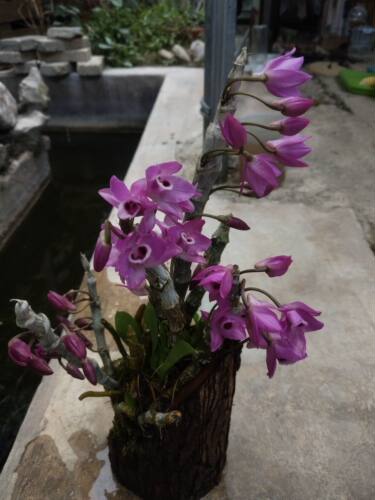 缅甸麝香石斛Dendrobium parishii紫色带香味 一盆
