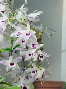 紫婉石斛 T石斛一盆或一板Den. transparens Wall. ex Lindl.