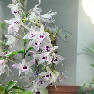 紫婉石斛 T石斛一盆或一板Den. transparens Wall. Lindl.