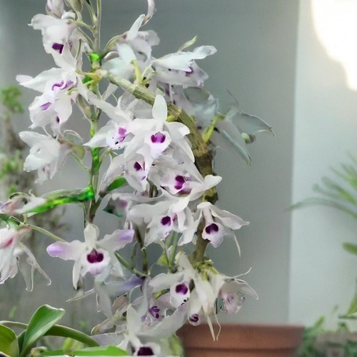 紫婉石斛 T石斛一盆或一板Den. transparens Wall. ex Lindl.