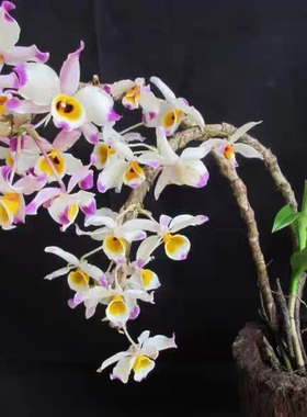 大苞鞘石斛Dendrobium wardianum Warner俗名腾冲石斛一盆
